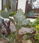 Sükösd Családi ház