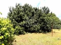 Budapest XVII. kerület Telek