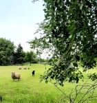 Budapest XVII. kerület Telek