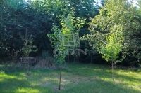 Őrbottyán Családi ház