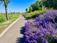 Dunaharaszti Ikerház