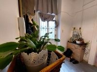 Budapest VI. kerület Flat (brick)