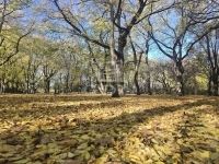 Eladó lakás (panel) Budapest XIV. kerület, 46m2