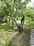 Budakeszi Nyaraló