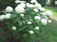 Siófok Családi ház