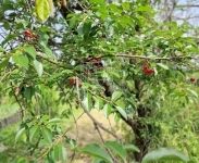 Zalaegerszeg Nyaraló