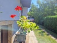 Zalaegerszeg Nyaraló