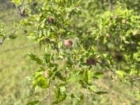 Zalaegerszeg Nyaraló