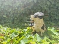 Zalaegerszeg Családi ház