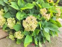 Zalaegerszeg Lakás (téglaépítésű)