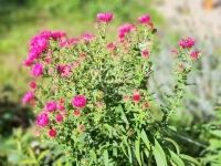 Babosdöbréte Családi ház