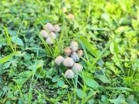 Babosdöbréte Családi ház