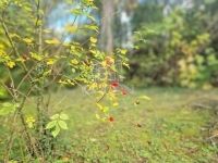 Zalavég Családi ház