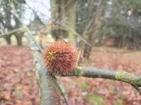 Gellénháza Családi ház