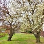 Sopron Családi ház