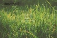 Iszkaszentgyörgy Telek