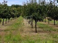 Verkauf landwirtschaftliche flächen Péteri, 5046m2