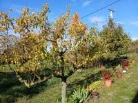 Óbudavár Családi ház