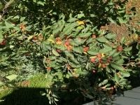 Budapest XII. kerület Lakás (téglaépítésű)