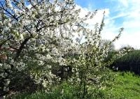 For sale family house Tököl, 82m2