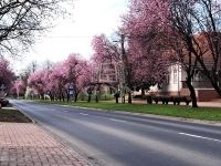 Tököl Családi ház