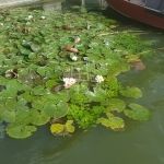 Szigetbecse Nyaraló