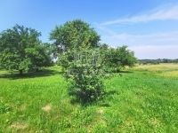 Boncodfölde Családi ház