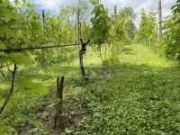 Homokkomárom Nyaraló