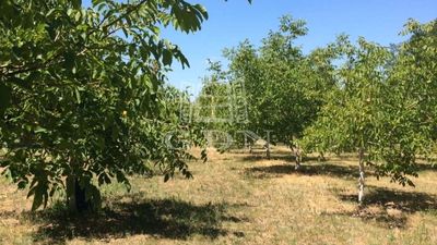 Baja Mezőgazdasági terület - 11.000.000 Ft