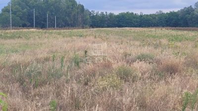 Mórahalom Telek - 80.879.400 Ft