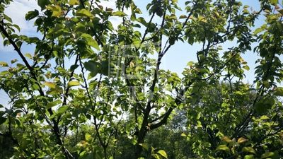 Pomáz Agricultural area - 14.000.000 HUF