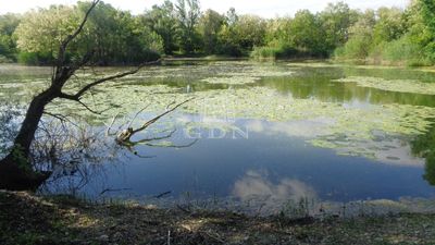 Püspökmolnári Mezőgazdasági terület - 195.000.000 Ft