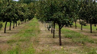 Péteri Mezőgazdasági terület - 11.000.000 Ft