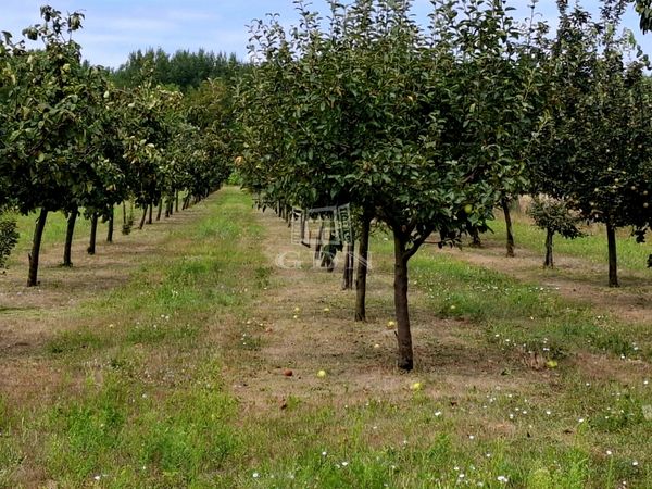 Eladó Péteri Mezőgazdasági terület