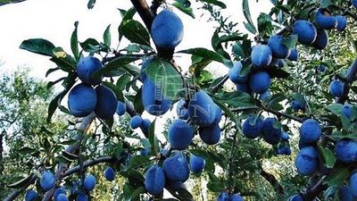 Kecskemét Mezőgazdasági terület - 14.900.000 Ft