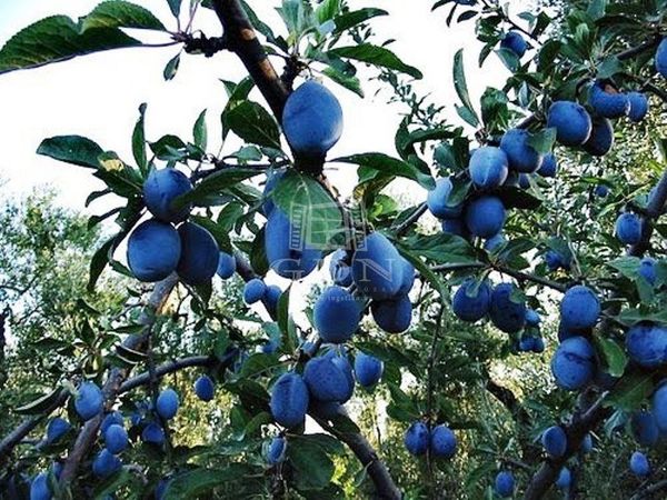 Vânzare Kecskemét Zona agricola