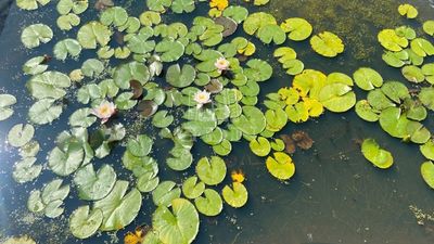 Szigetcsép Участок - 25.000.000 HUF