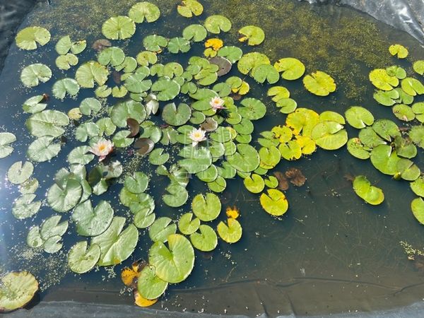 Verkauf Szigetcsép Wohngrundstück