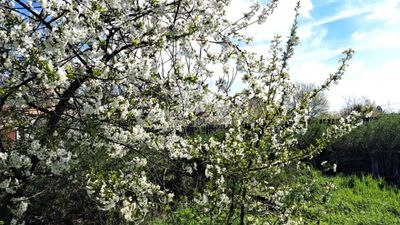 Tököl Частный дом - 59.900.000 HUF