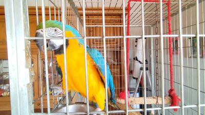 Mátyásdomb Családi ház - 98.000.000 Ft