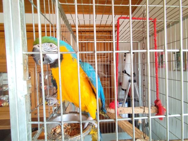 Eladó Mátyásdomb Családi ház